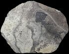 Discosauriscus (Early Permian Reptiliomorph) #62690-1